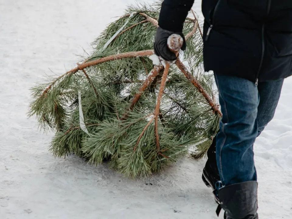 Фото: пресс-служба администрации г.о. Химки