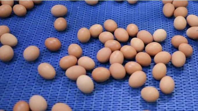 Куриные яйца. Фото: Александр Кряжев/РИА Новости