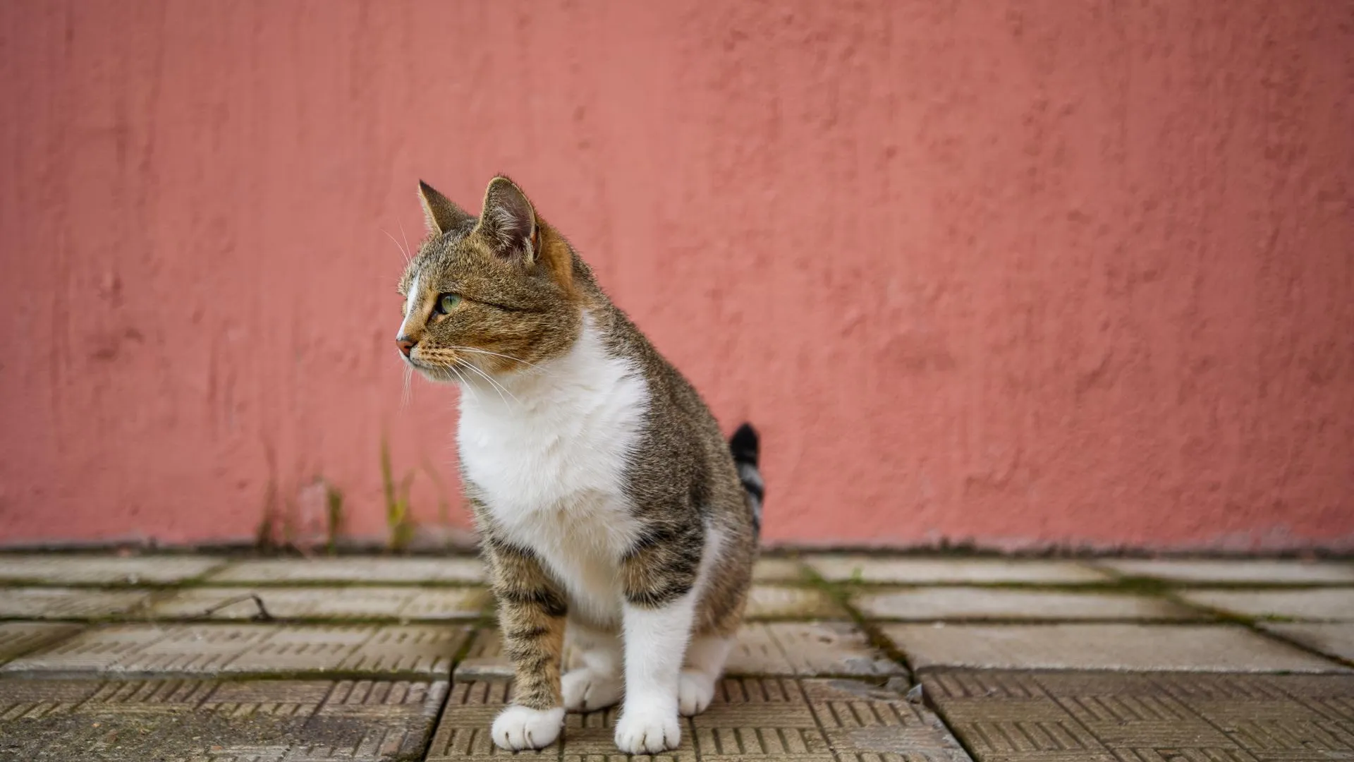 медиасток.рф