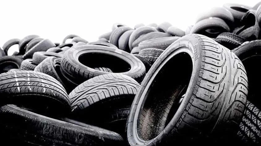 Фото: пресс-служба министерства экологии и природопользования Московской области