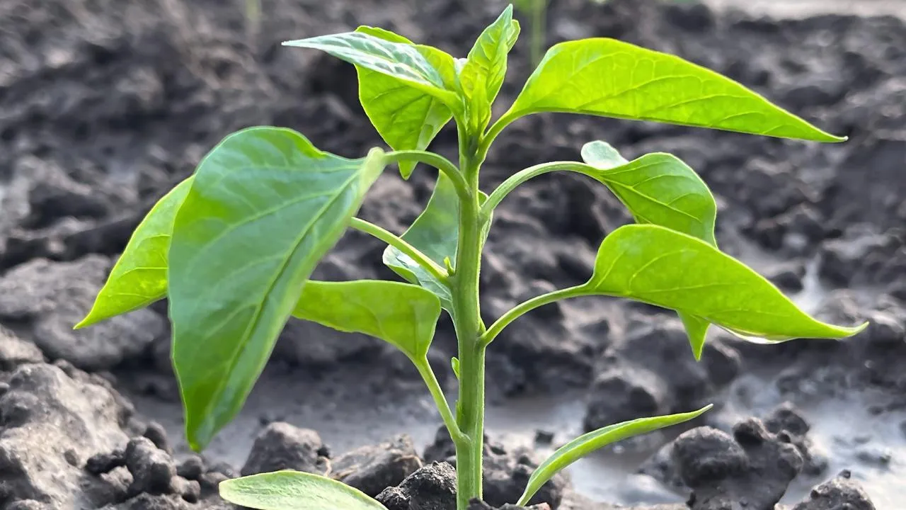 istockphoto.com/Iryna Boiko