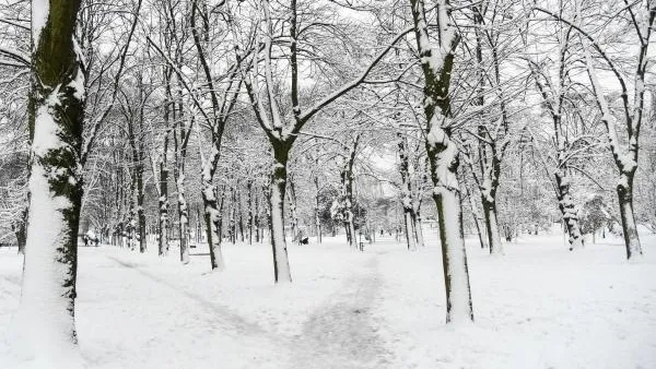 До конца недели зима ослабит хватку в центре Русской равнины