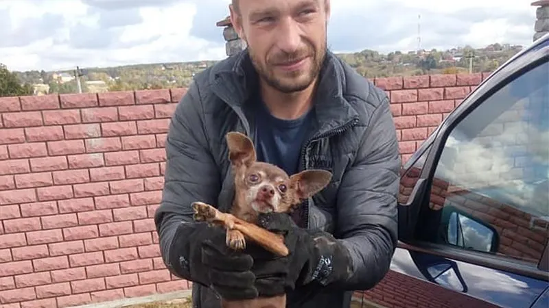 Чихуахуа взялся охранять могилы на кладбище в Домодедово