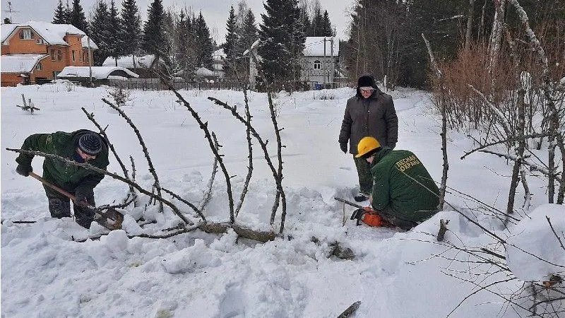 Дерево, перекрывшее пешеходную дорожку в Солнечногорске, убрали лесничие