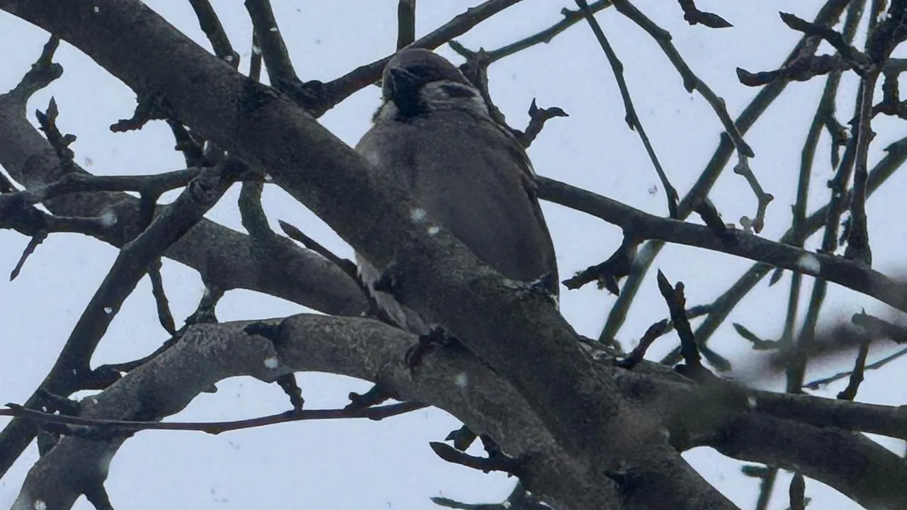 Полина Абраменко