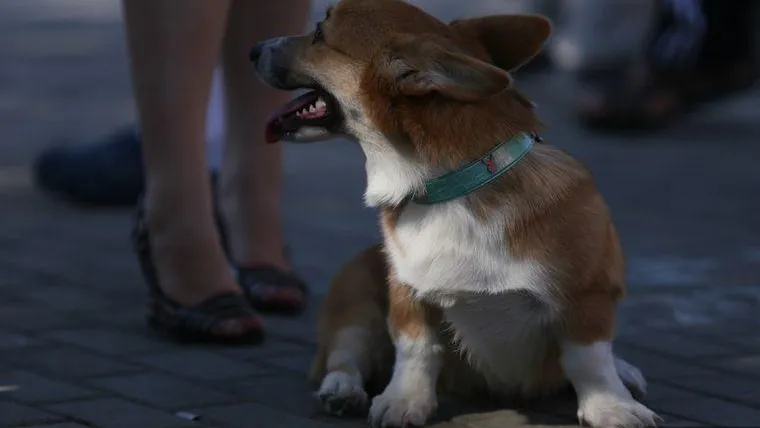 Собака главного редактора Baza получила травму во время перелета