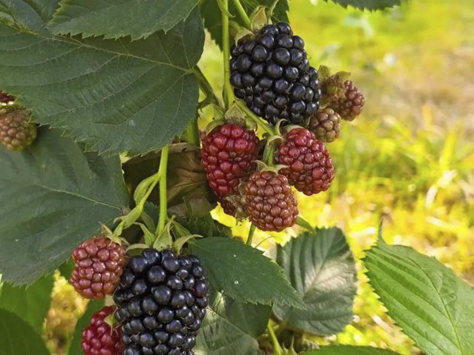 «Отклонения случаются»: в Подмосковье продолжают зреть ягоды из-за погодной аномалии