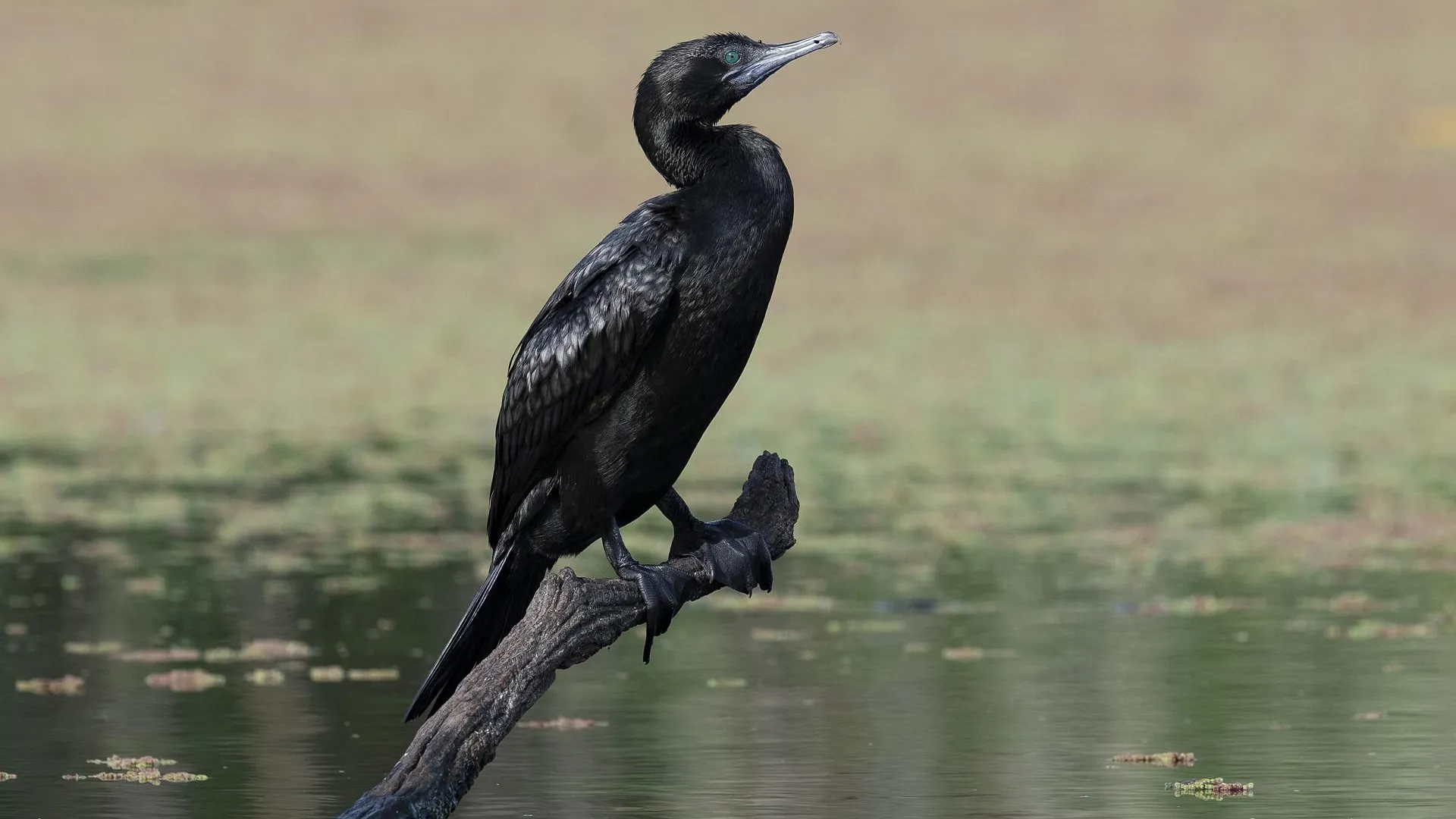 МедиаБанк Подмосковья