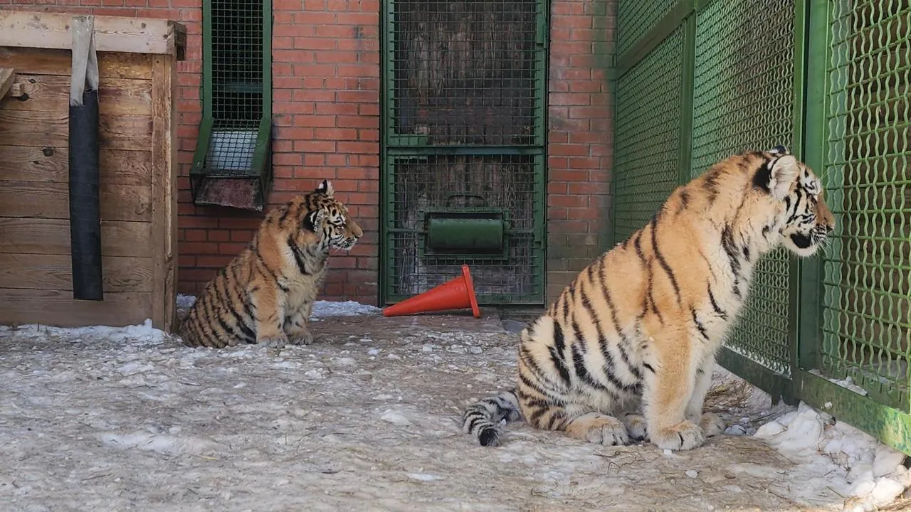 МедиаБанк Подмосковья/Дмитрий Беденко