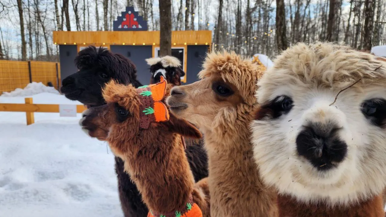 МедиаБанк Подмосковья/Эдуард Стратонов
