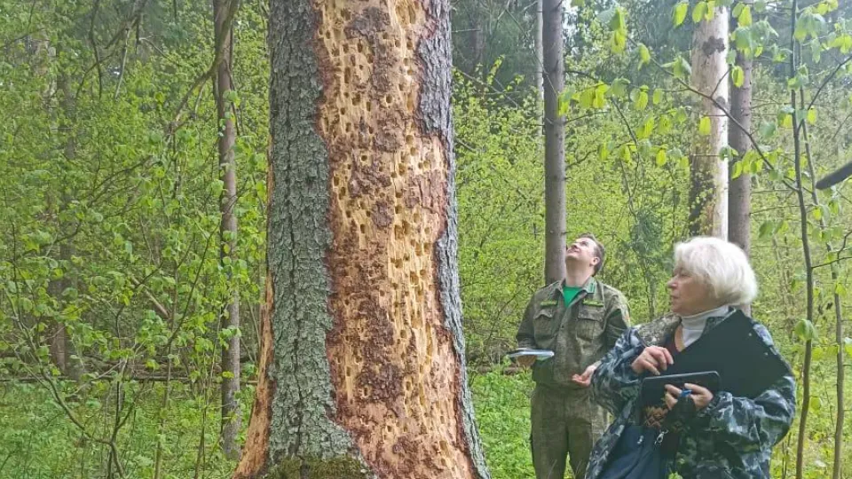 Фото: Комитет лесного хозяйства Московской области
