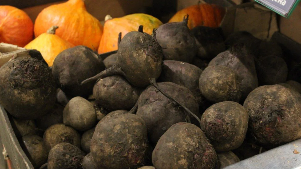 REGIONS/Анастасия Широкая