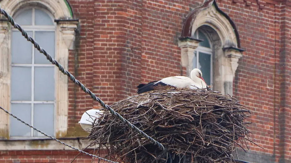Фото: пресс-служба администрации Волоколамского м.о.