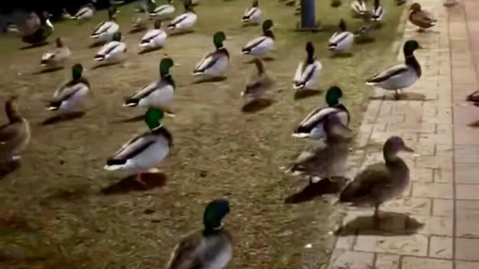 Нашествие «зомби-крякв» под Москвой: орнитолог раскрыл загадку пугающего поведения уток