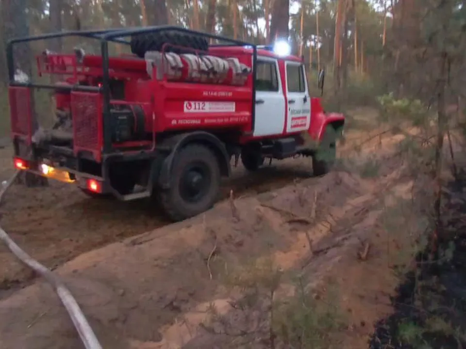 Фото:&nbsp;Комитет лесного хозяйства Московской области