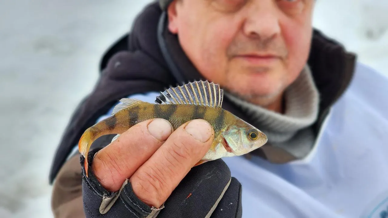 МедиаБанк Подмосковья/Екатерина Данилина