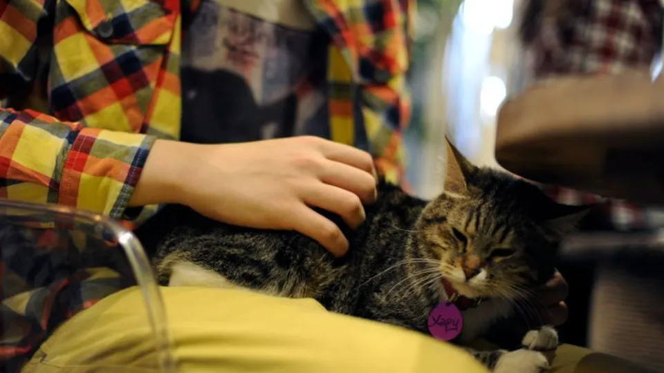 Фото: медиасток.рф