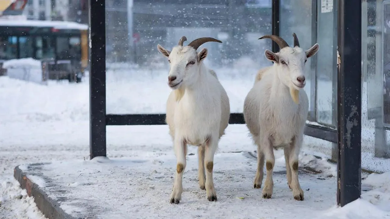 REGIONS/Сгенерировано нейросетью