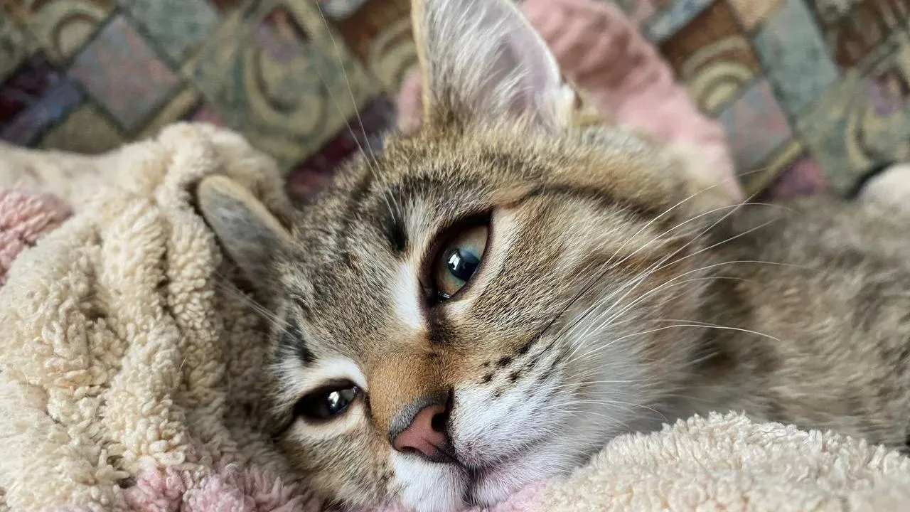 REGIONS/Мария Толстикова