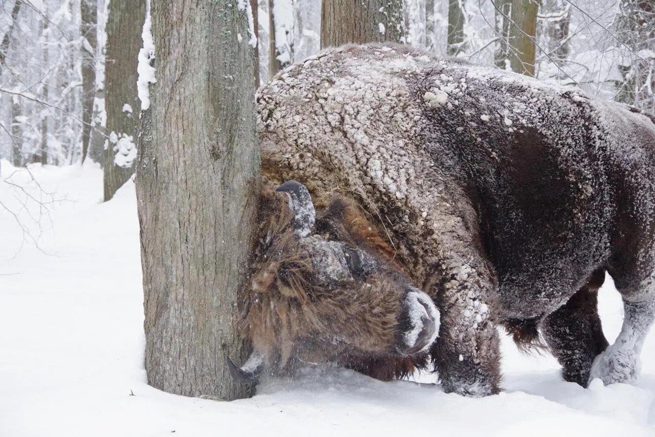 Ольга Калинина