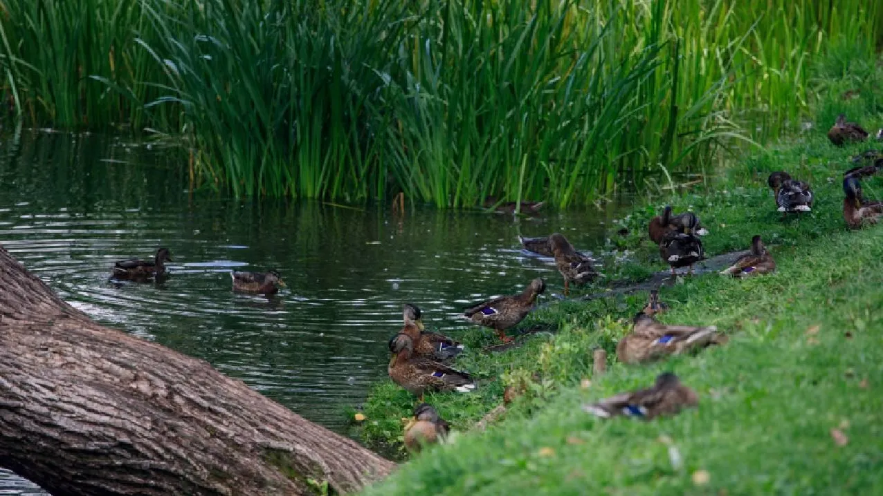 Жители села Пермского края пять лет не могут добиться очистки пруда