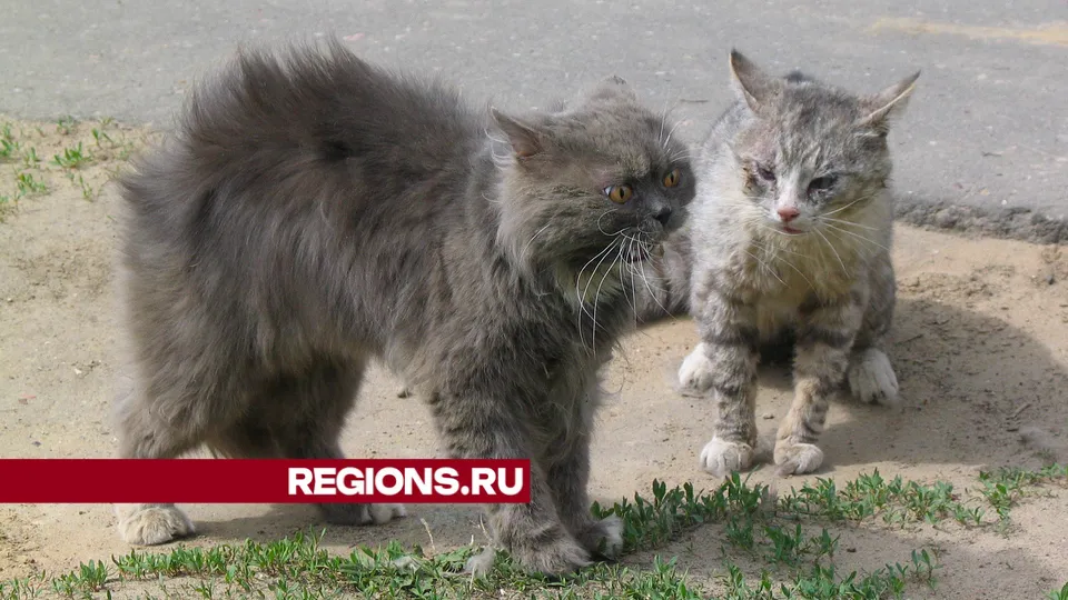 Фото: Алексей Грызлов