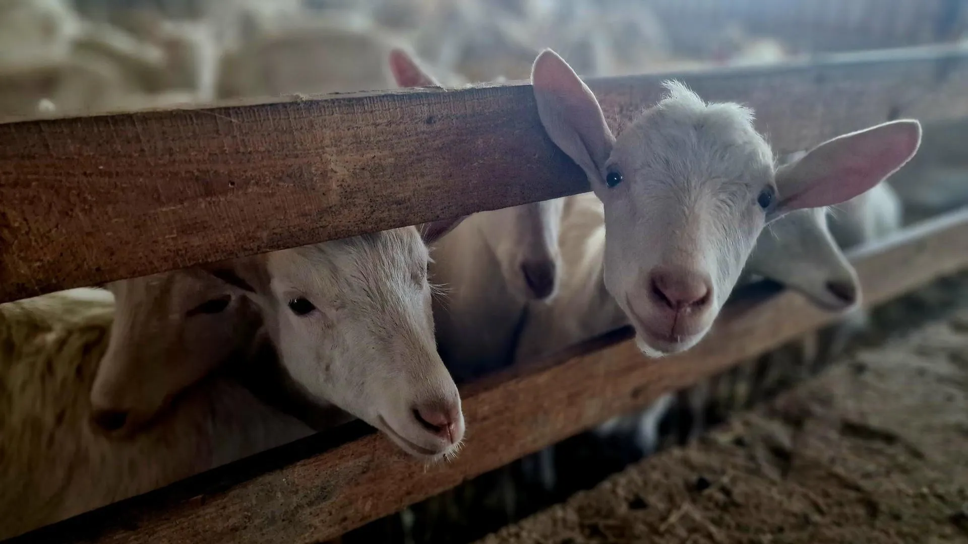 REGIONS/Ольга Шаронова