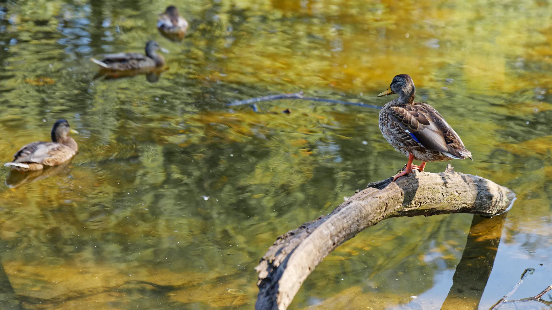 Фото: медиасток.рф
