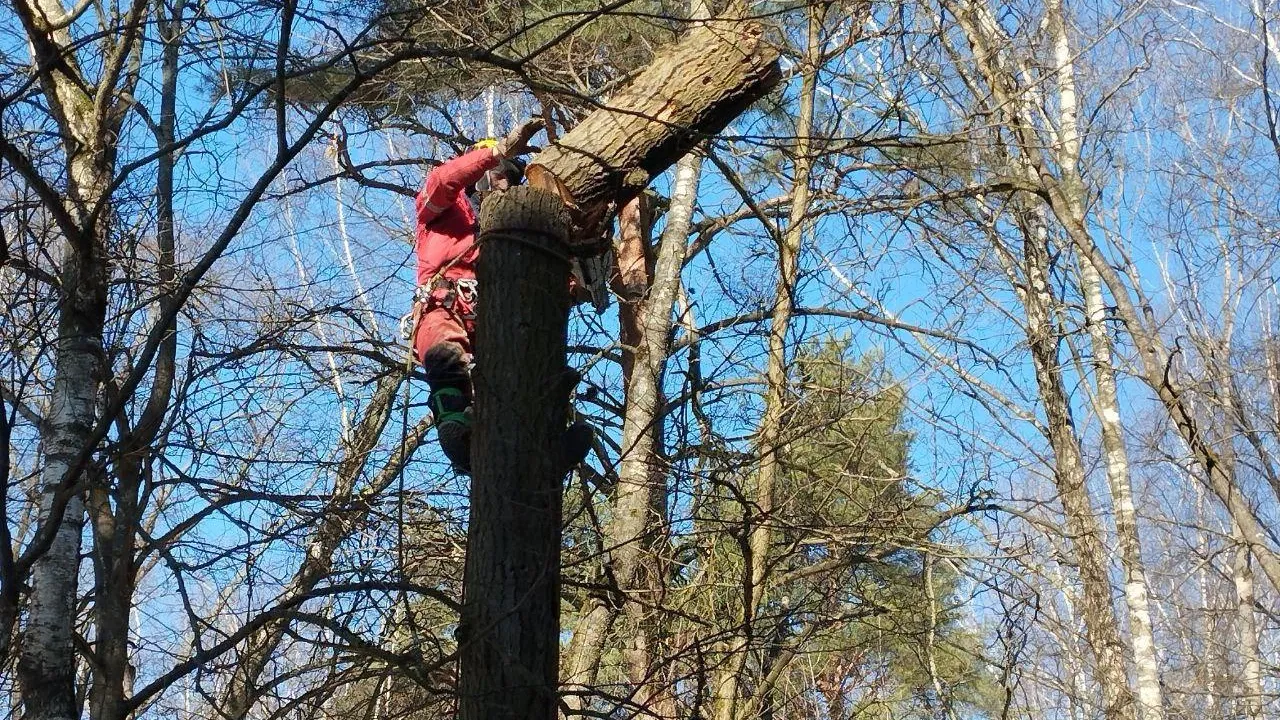 Фото: ГКУ «Мособллес»