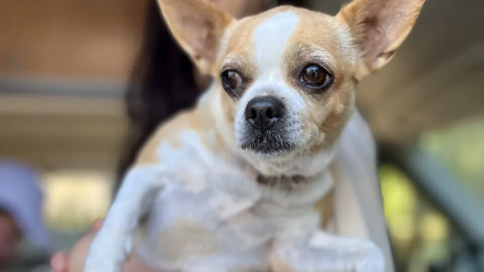 Фото: МедиаБанк Подмосковья/Анна Тюрюмина