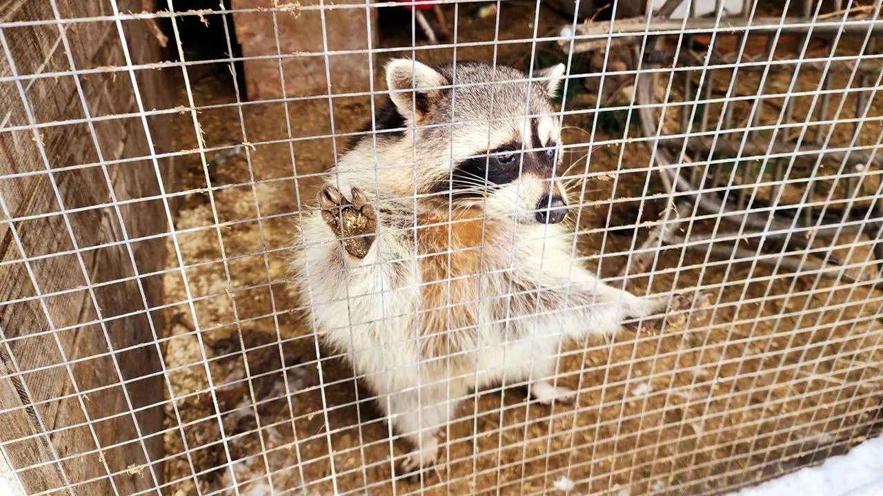 REGIONS/Мария Панина