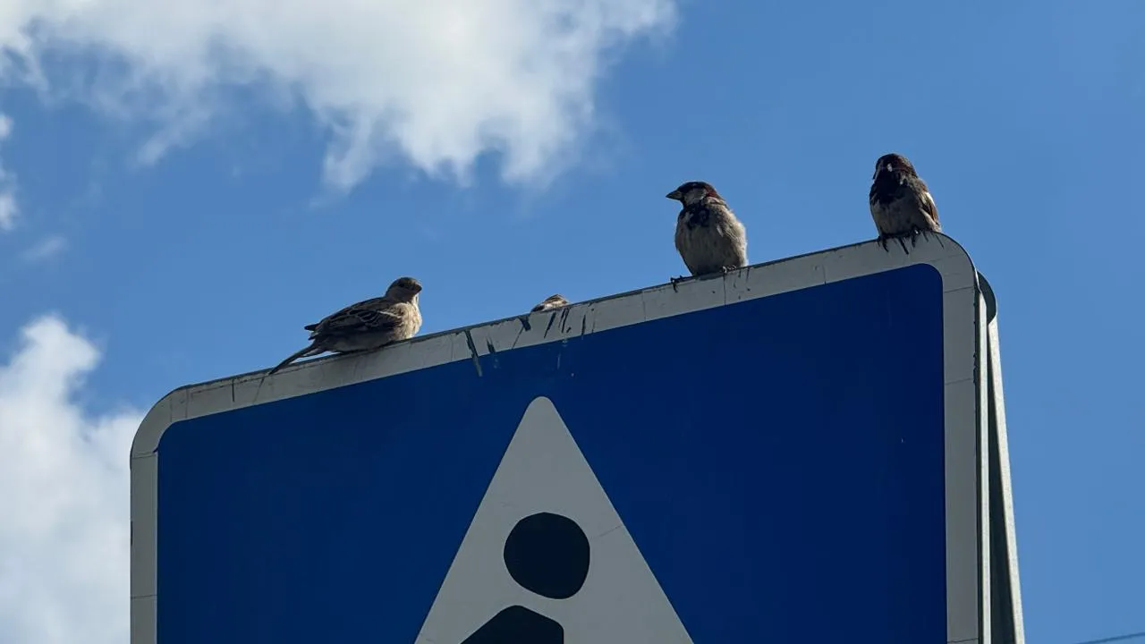 медиасток.рф