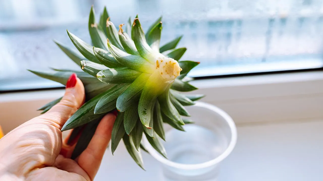 istockphoto.com/Larisa Stefanuyk