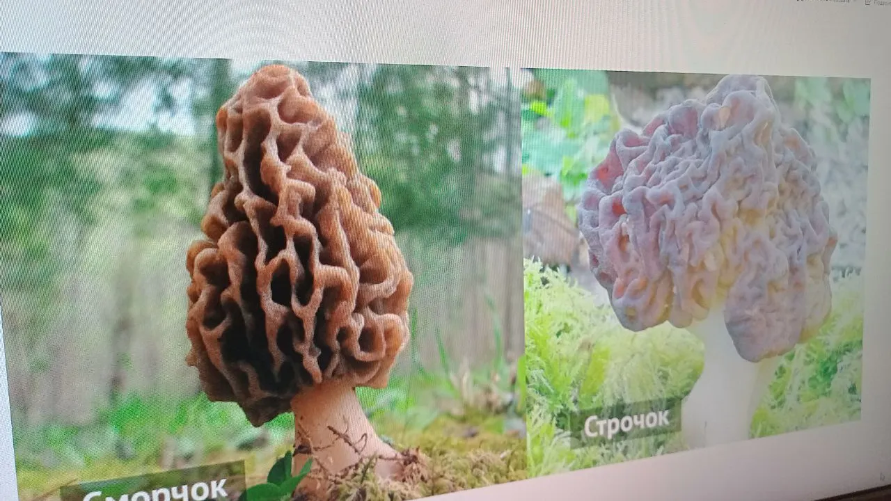 Фото: Елена Григорьева