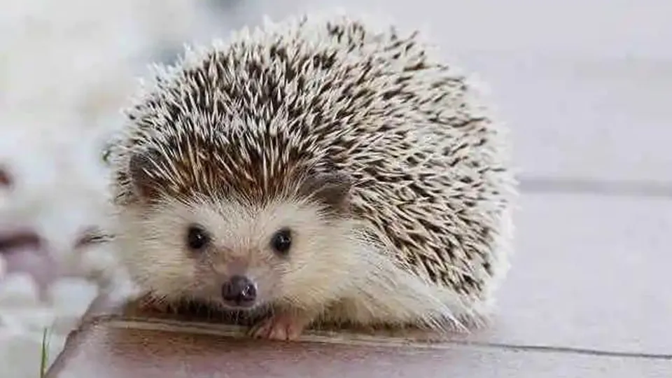 Фото: Министерство экологии и природопользования Московской области