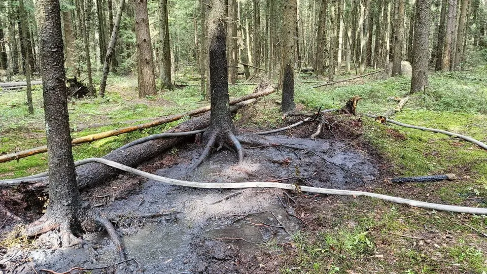 Фото: Комлесхоз МО