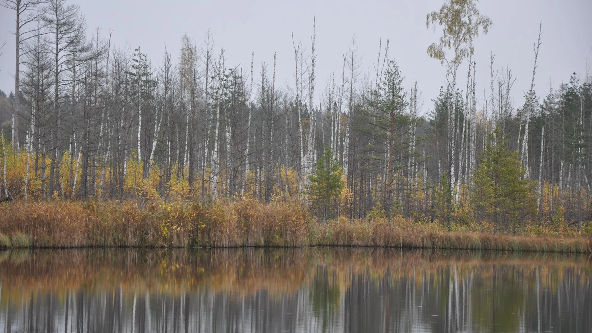 Дарья Шапочкина
