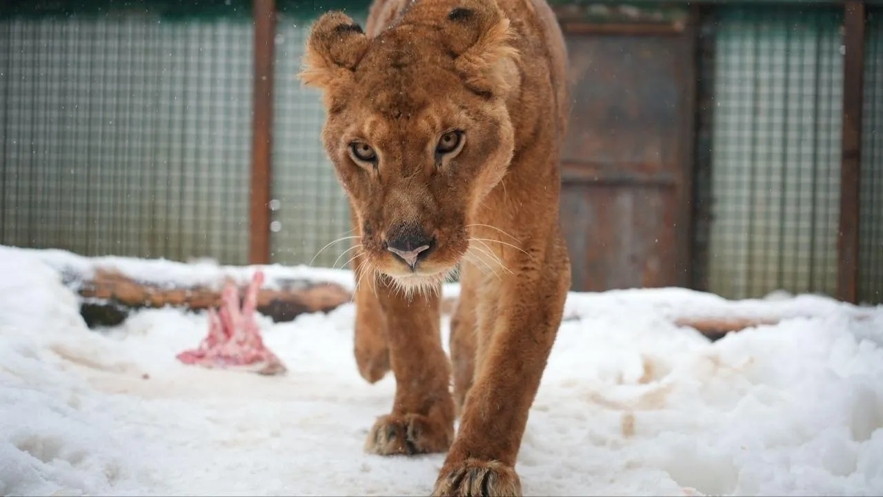 Центр воспроизводства редких видов животных