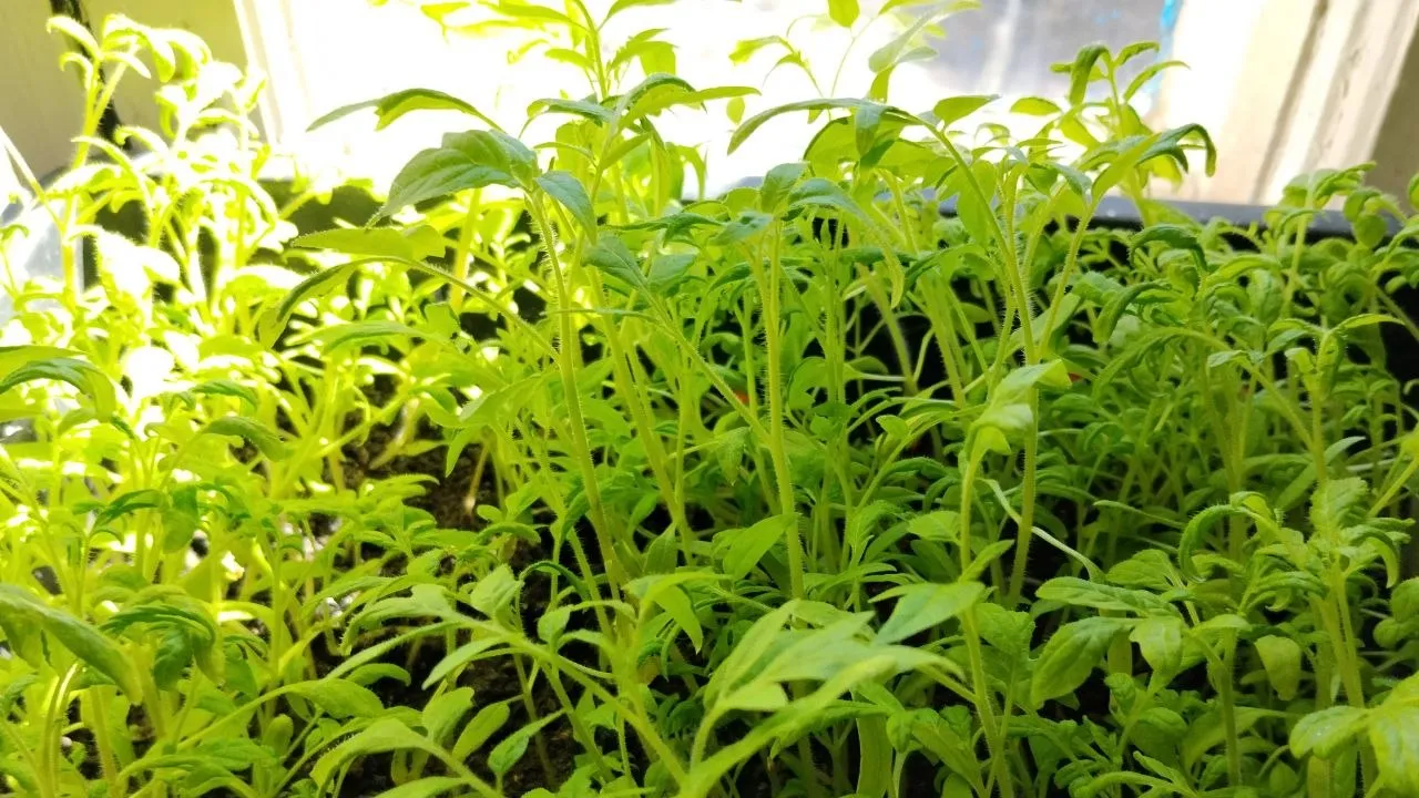 REGIONS/Юлия Куделькина