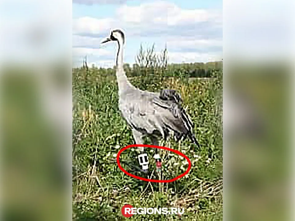Тот самый журавль по кличке Дубна с трекером на ноге.&nbsp;Фото предоставлено Ольгой Гринченко