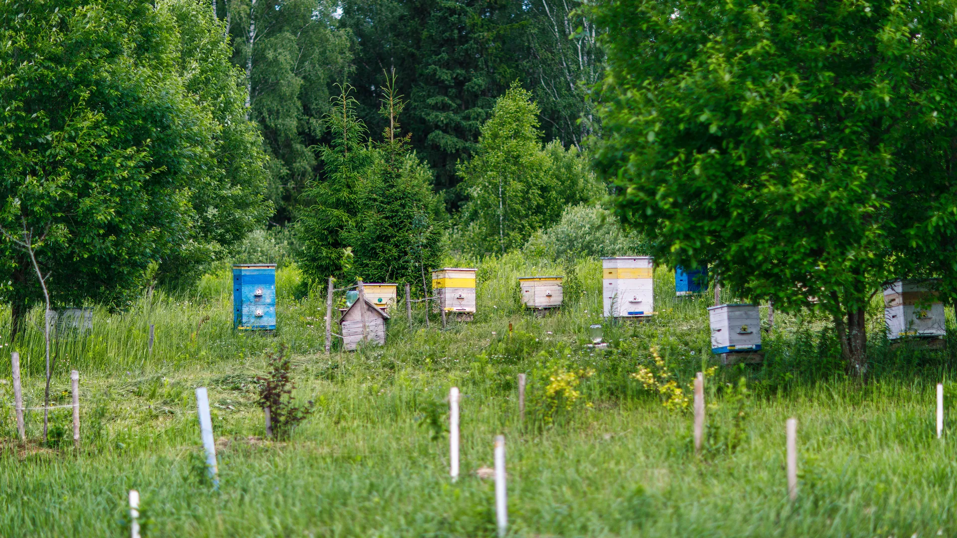 «Эта дешевая зелень творит чудеса с либидо»: диетолог назвала природную виагру для мужчин