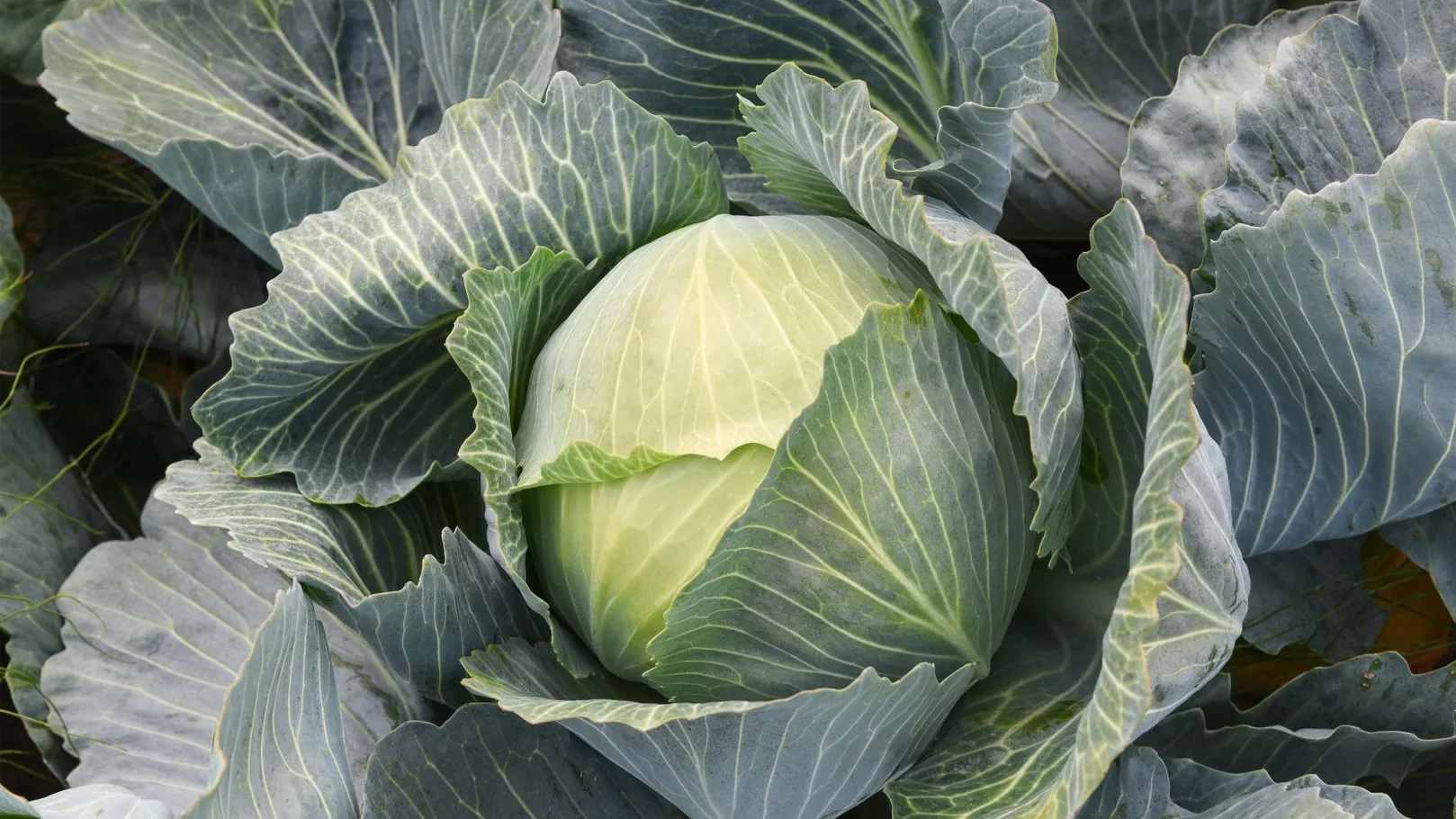 медиасток.рф