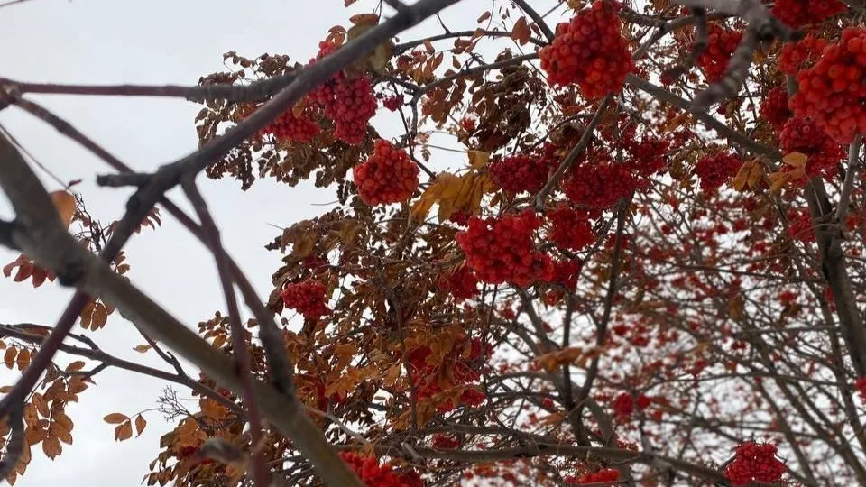 Фото: REGIONS/Мария Толстикова