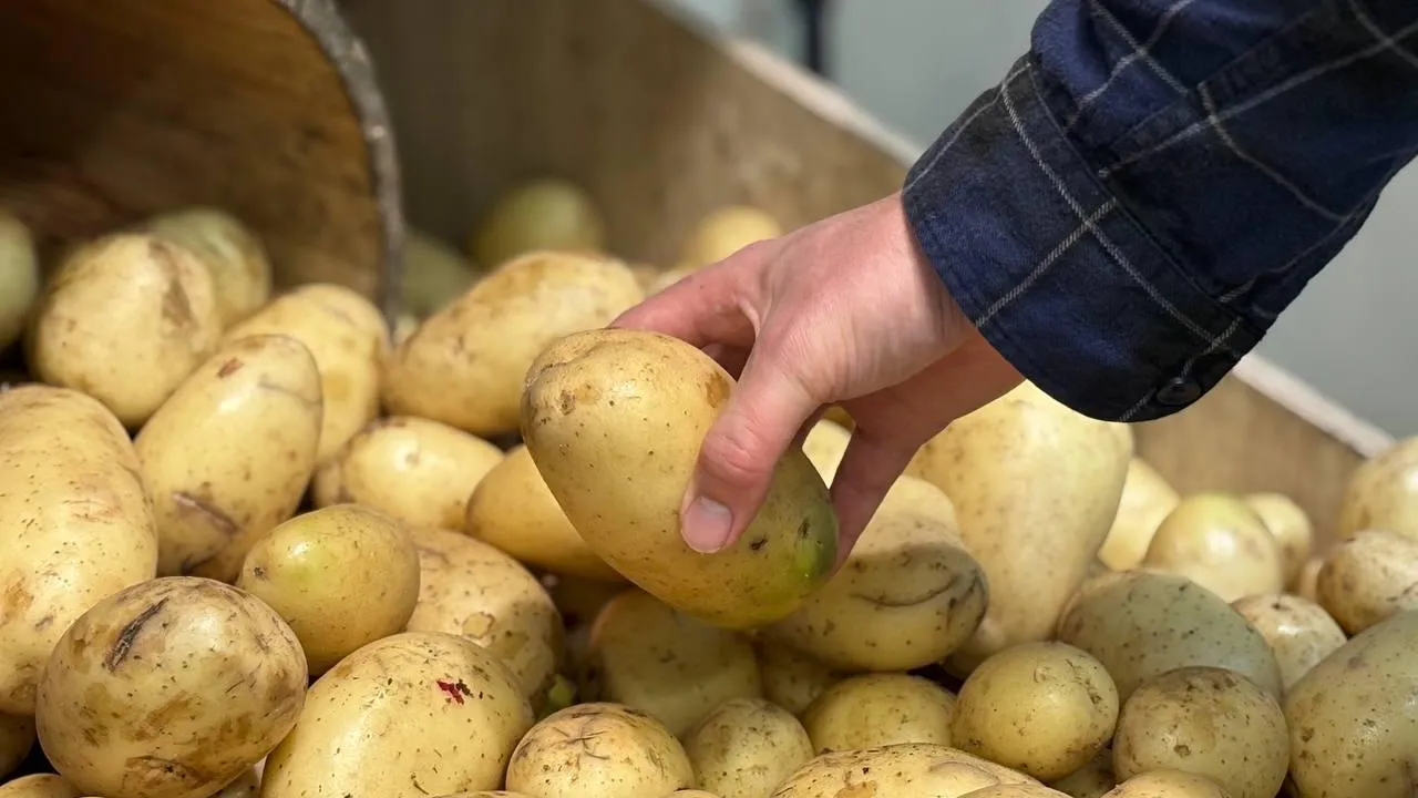 REGIONS/Полина Крачун