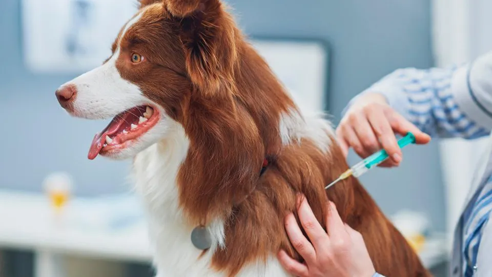 Фото: istockphoto.com/macniak