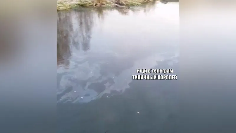 Бензиновые разводы заметил на Клязьме морж из Королева