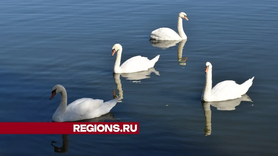 Фото: REGIONS/Александра Никитина