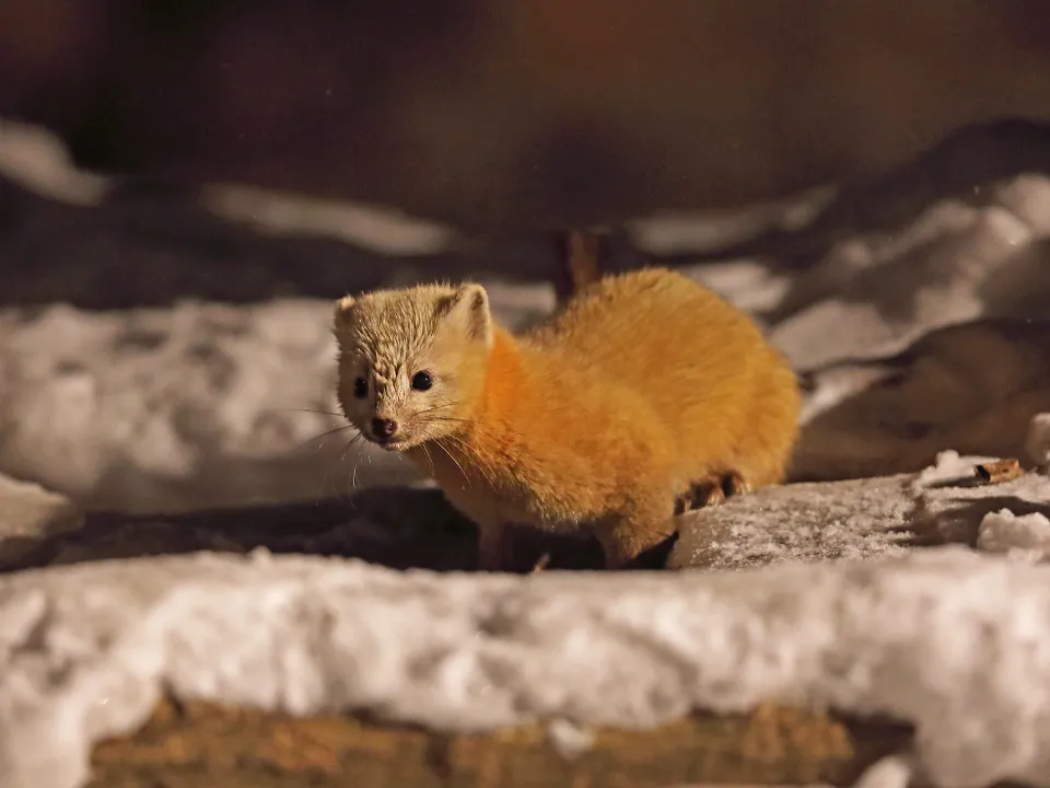 Фото: istockphoto.com/neil bowman&nbsp;