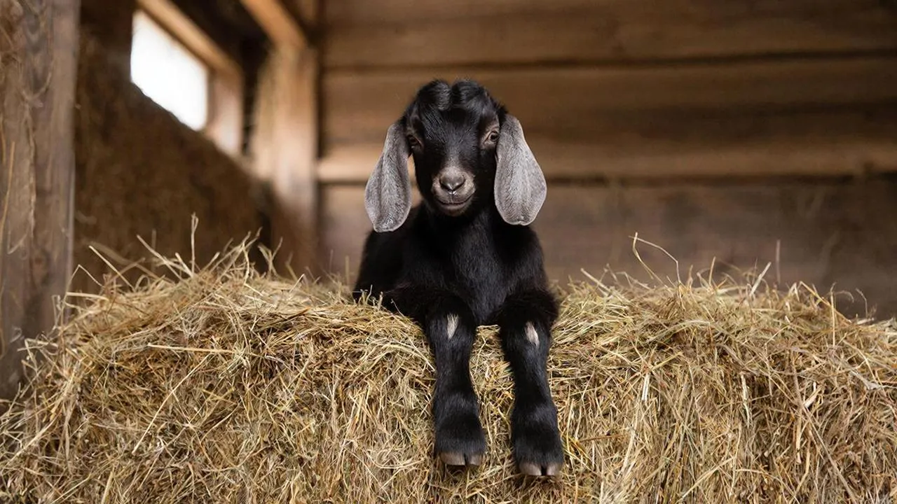 REGIONS/Сгенерировано нейросетью