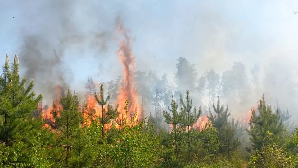Фото: Комитет лесного хозяйства Московской области